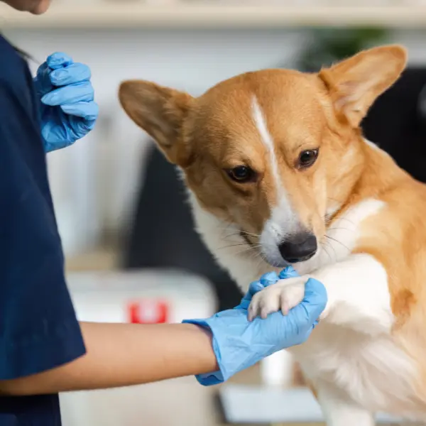 software veterinario